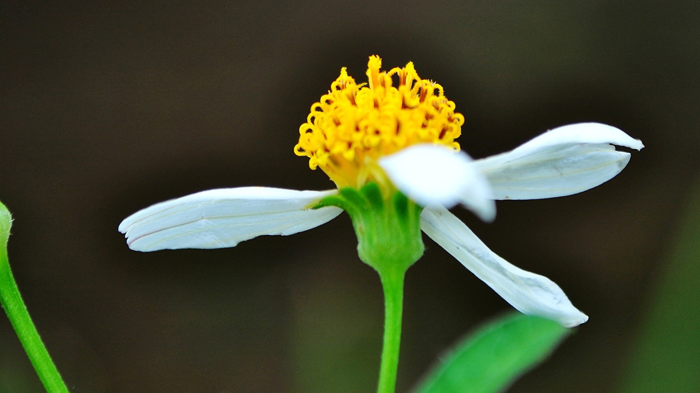 Macro Flower Grass (1) (genzhukou works) #17 - 1366x768