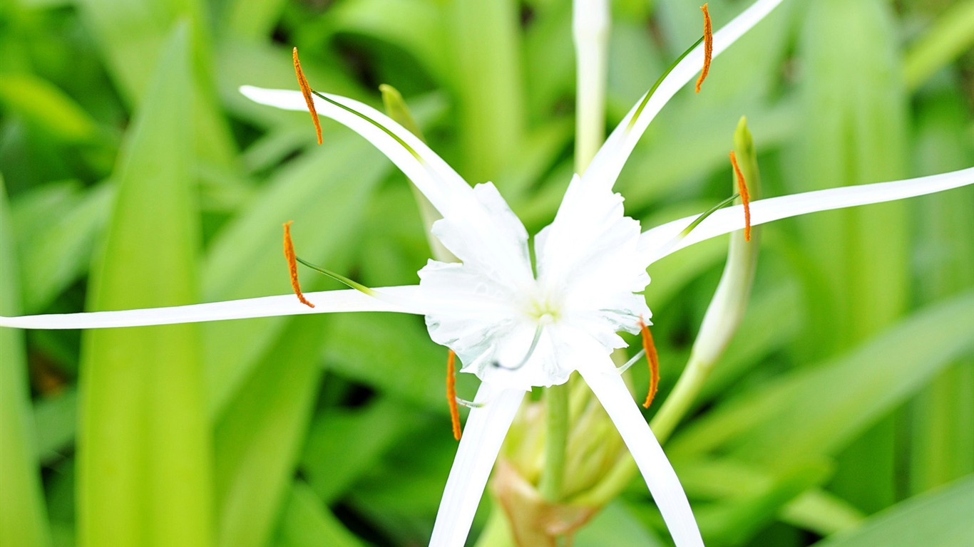 Macro Flower Grass (1) (genzhukou works) #18 - 1366x768