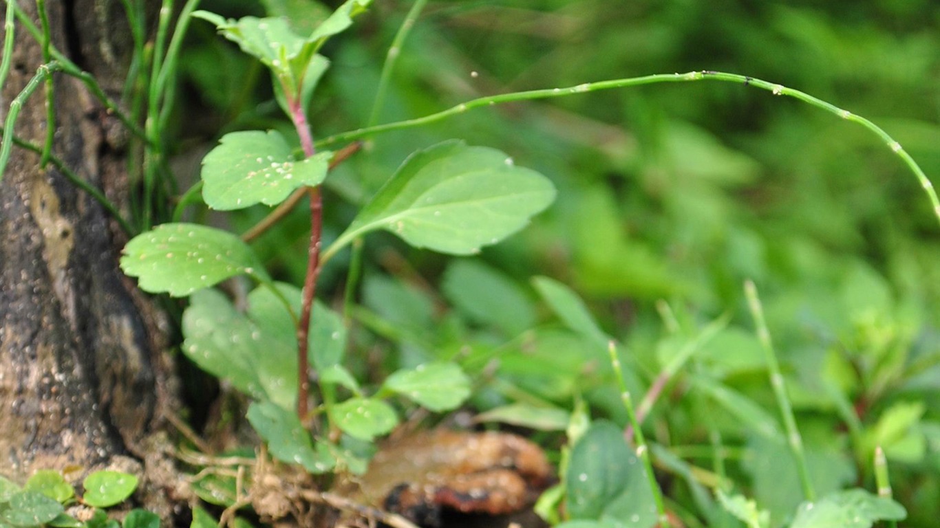 Macro Flower Grass (1) (genzhukou works) #20 - 1366x768