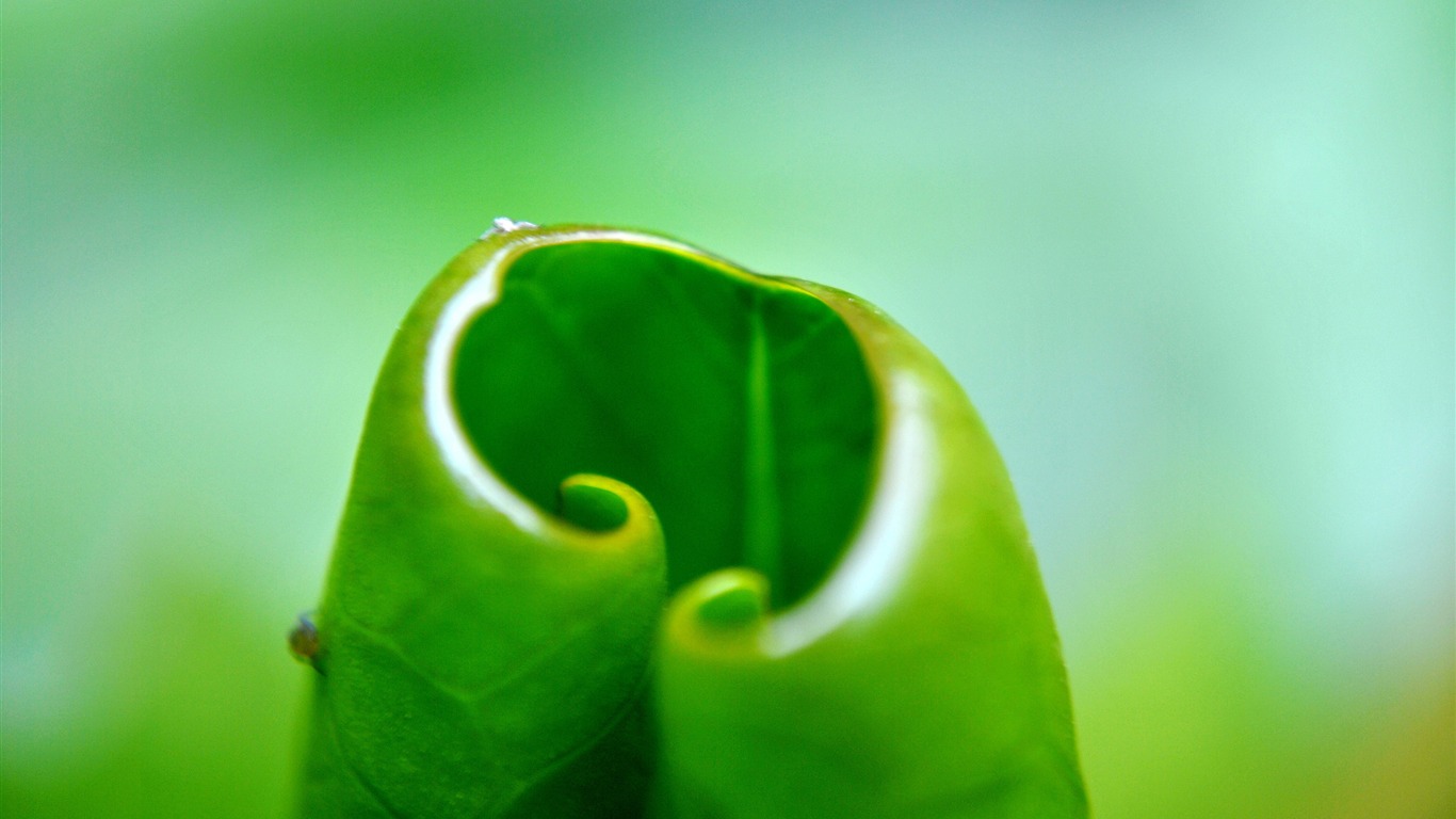 Macro Flower Grass (2) (genzhukou works) #1 - 1366x768