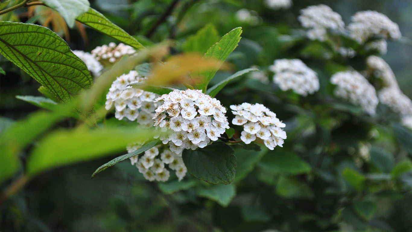 Macro Flower Grass (2) (genzhukou works) #2 - 1366x768