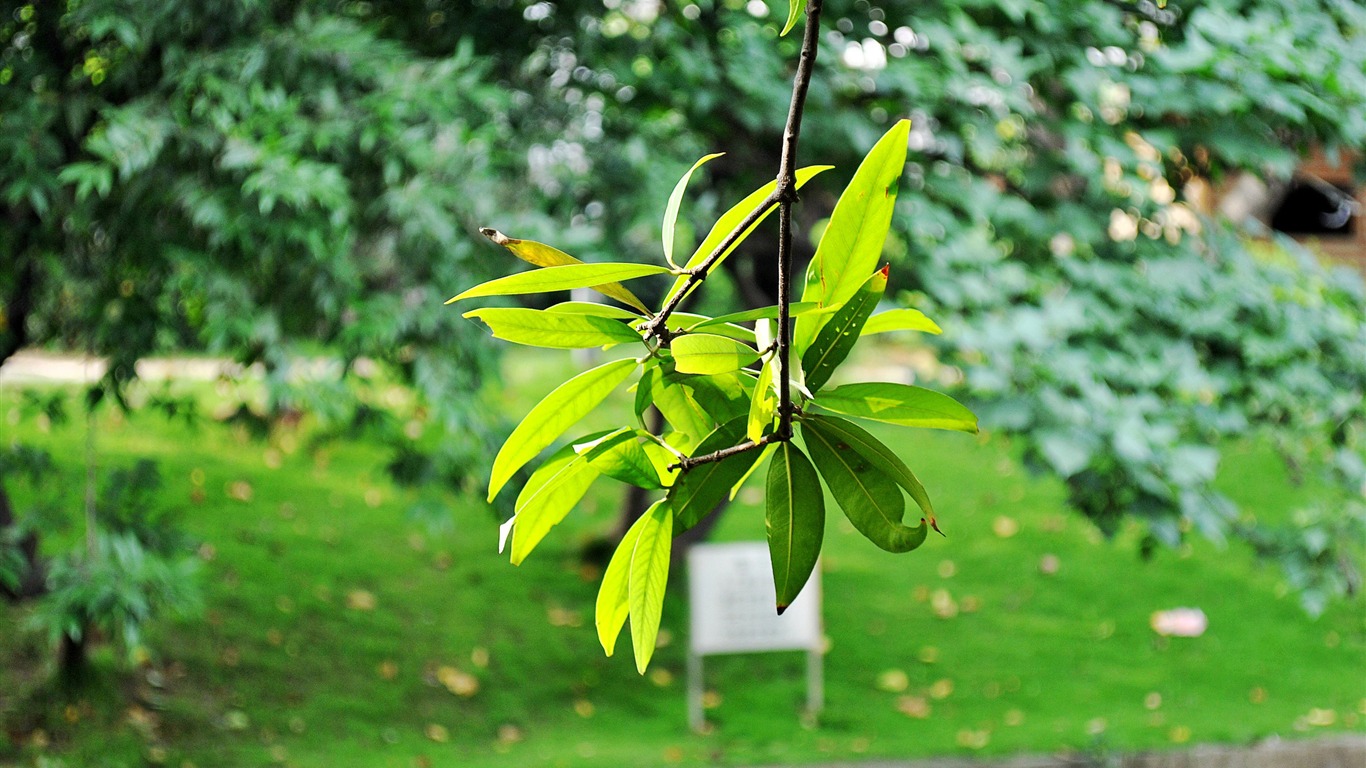Makro květ tráva (2) (genzhukou práce) #3 - 1366x768