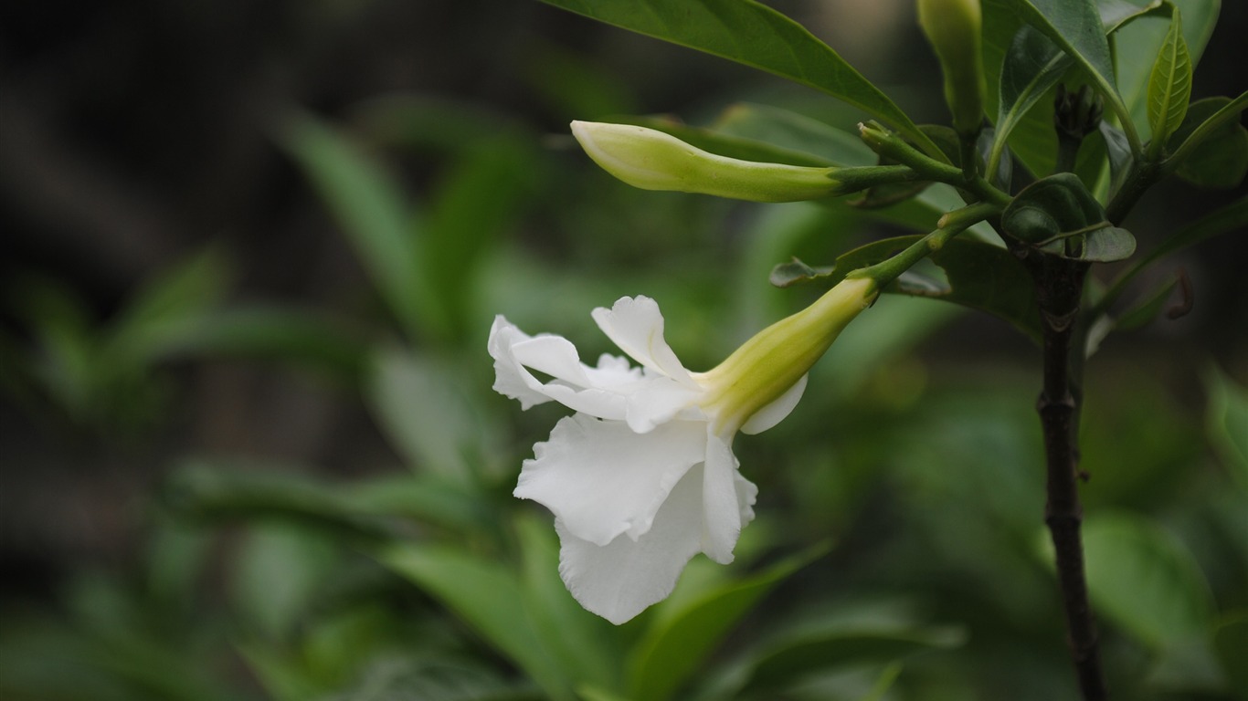 Macro Flower Grass (2) (genzhukou works) #6 - 1366x768