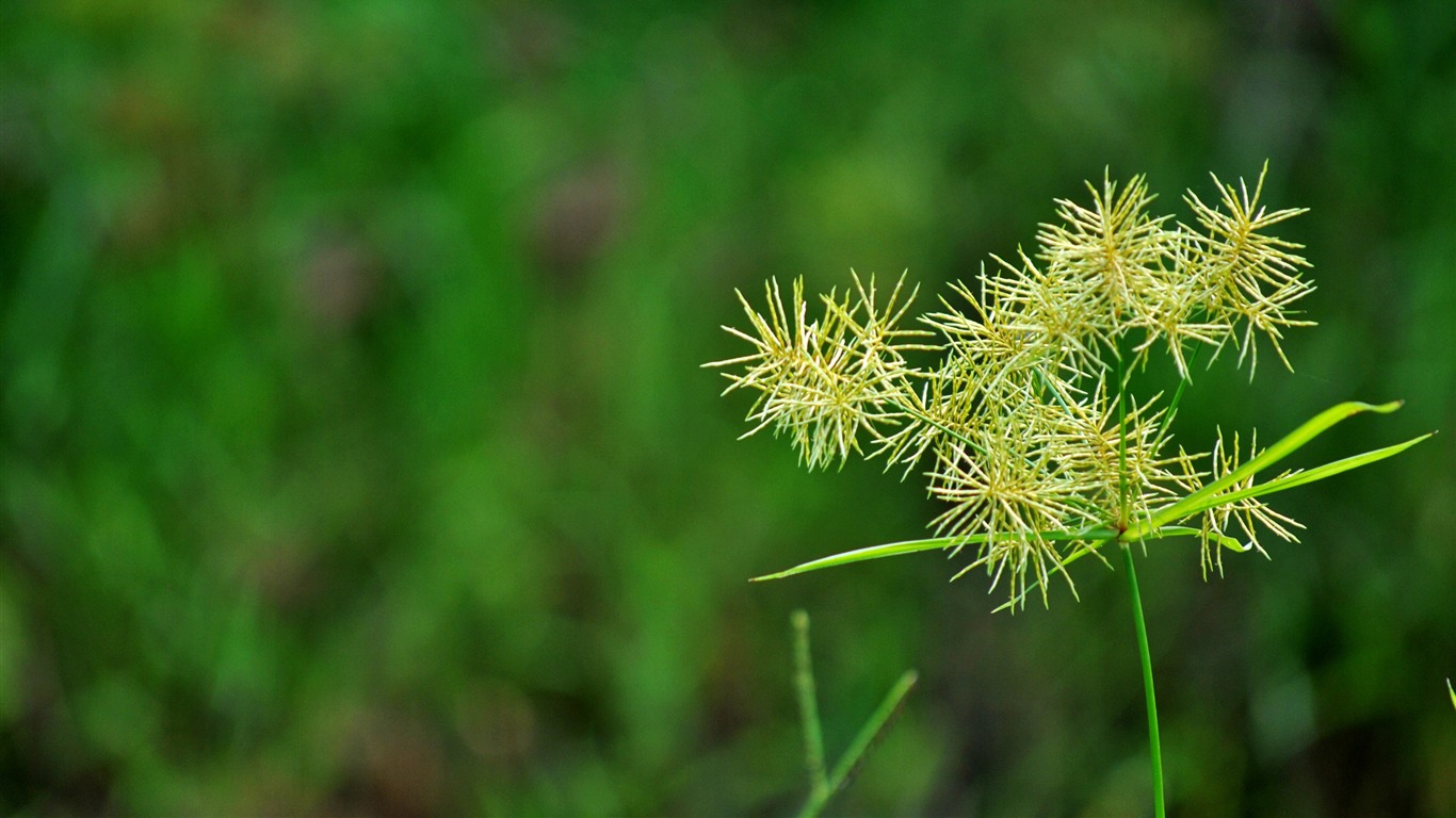 Macro Flower Grass (2) (genzhukou works) #7 - 1366x768
