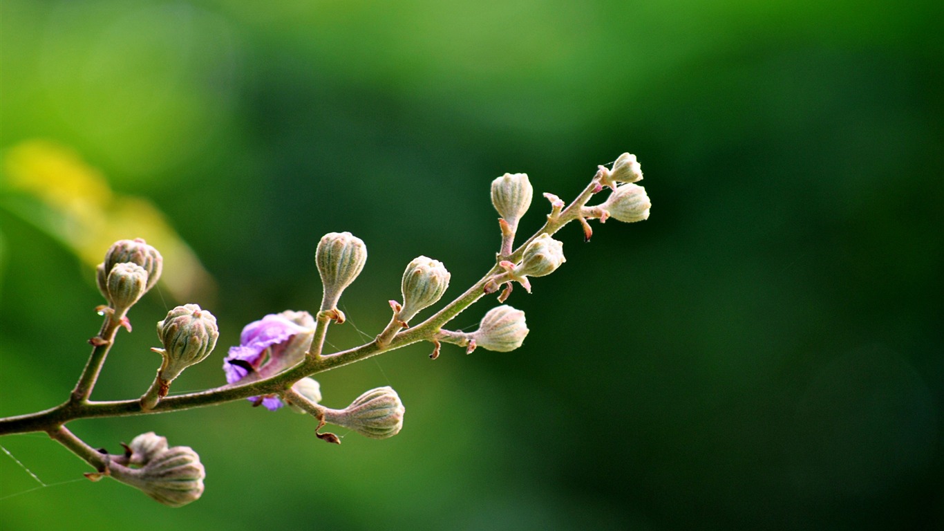 Macro Flower Grass (2) (genzhukou works) #8 - 1366x768