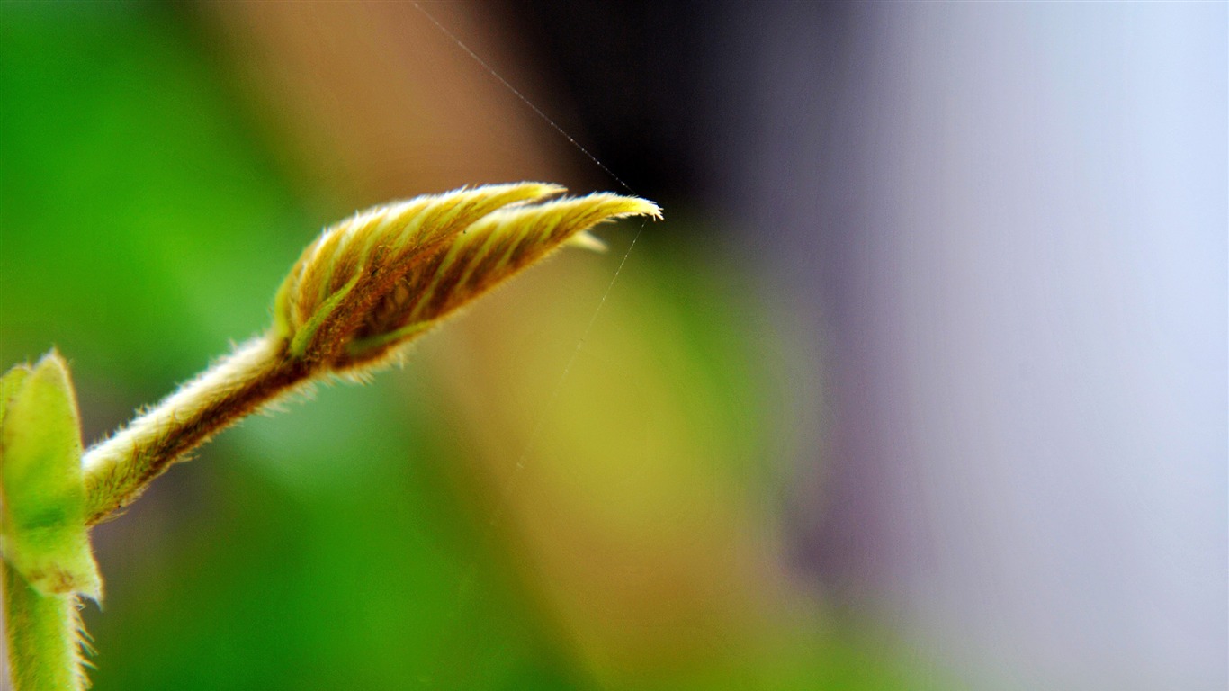 Macro Flower Grass (2) (genzhukou works) #9 - 1366x768