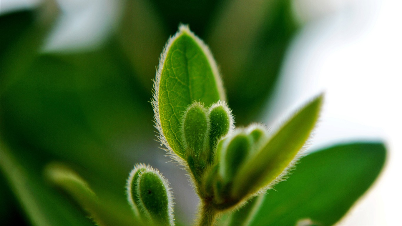 Macro Flower Grass (2) (genzhukou works) #11 - 1366x768