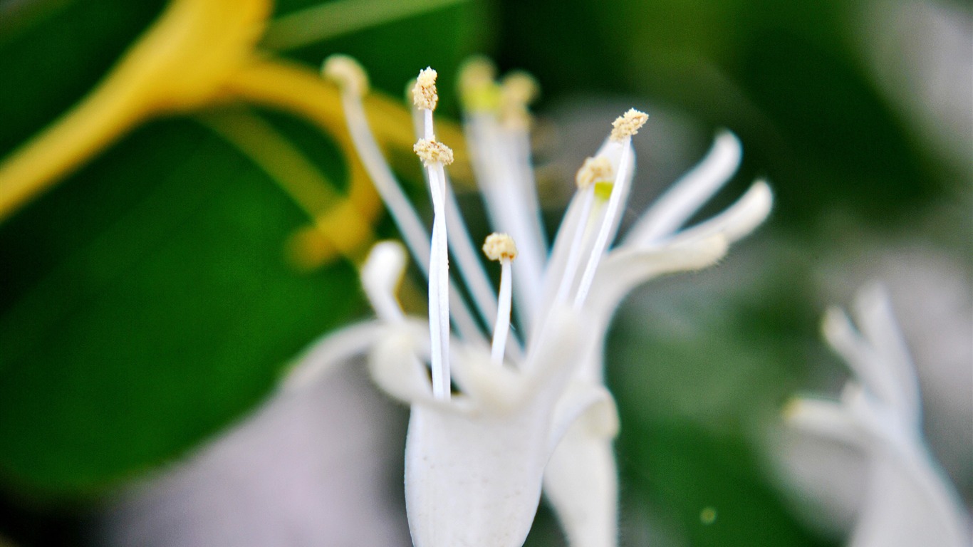 Macro Flower Grass (2) (genzhukou works) #12 - 1366x768