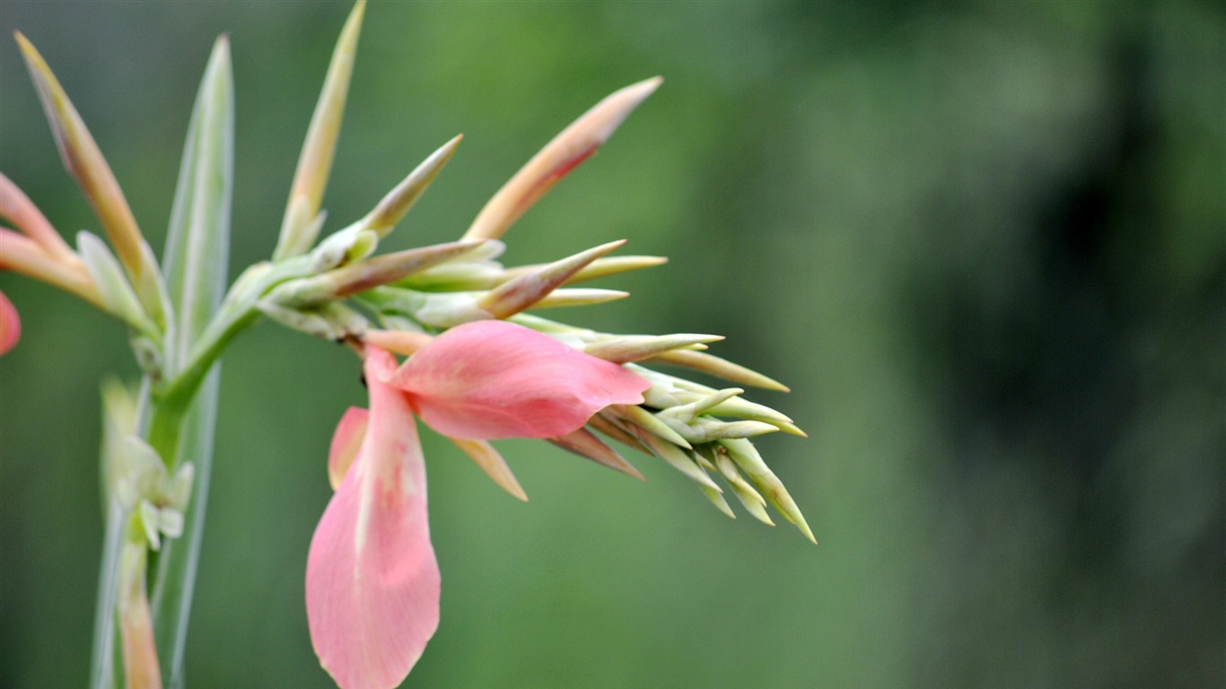 Macro Flower Grass (2) (genzhukou works) #14 - 1366x768