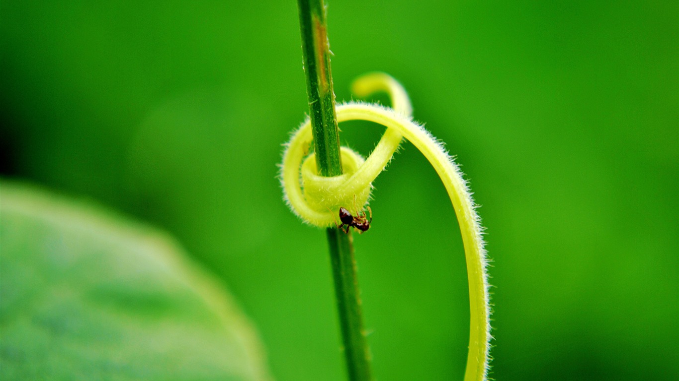 Macro Flower Grass (2) (genzhukou works) #15 - 1366x768