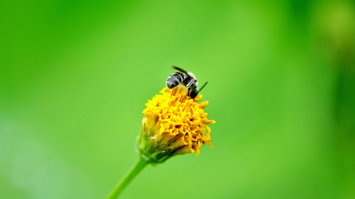 Macro Flower Grass (2) (genzhukou works) #16 - 1366x768