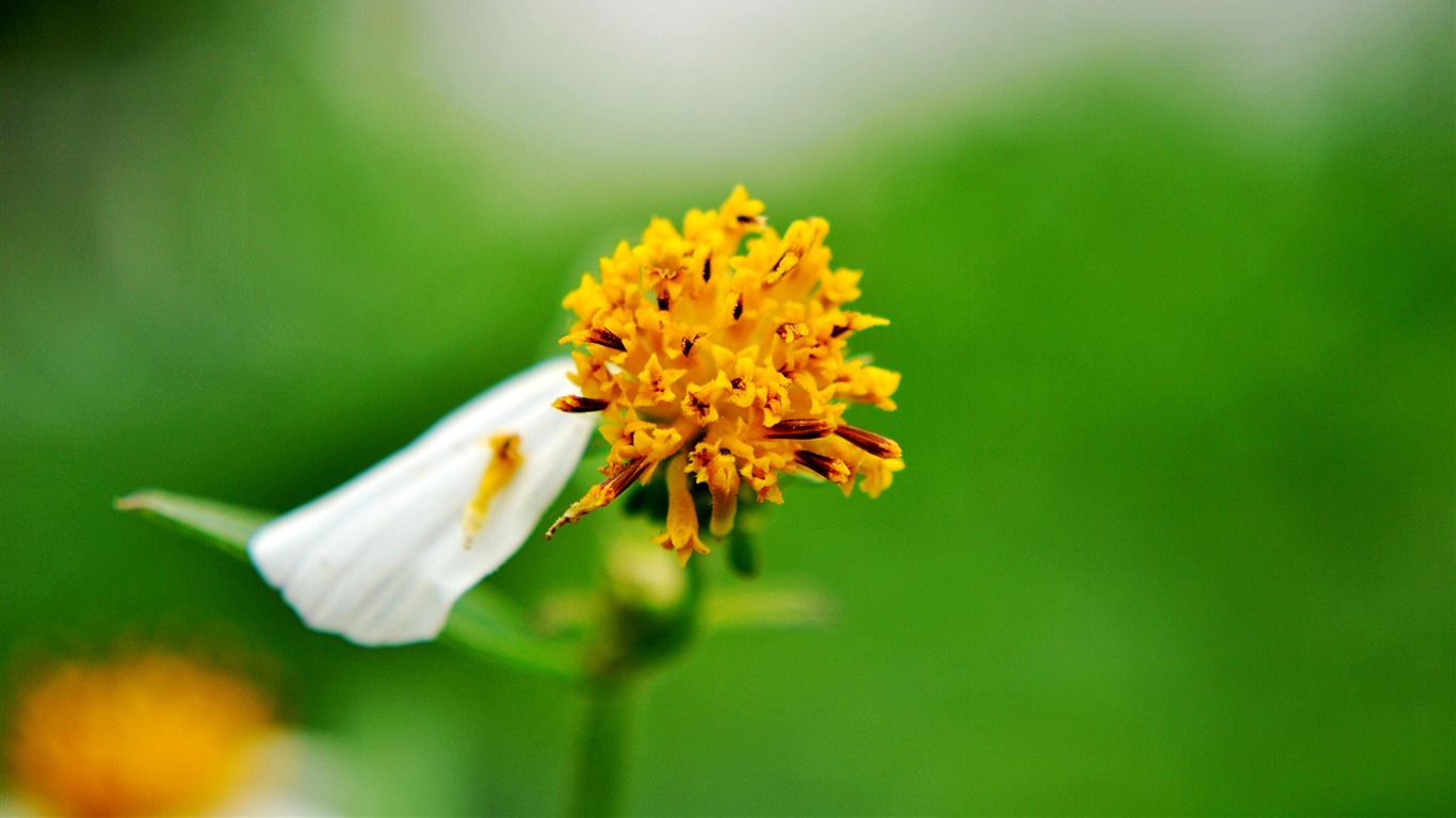 Macro Flower Grass (2) (genzhukou works) #17 - 1366x768