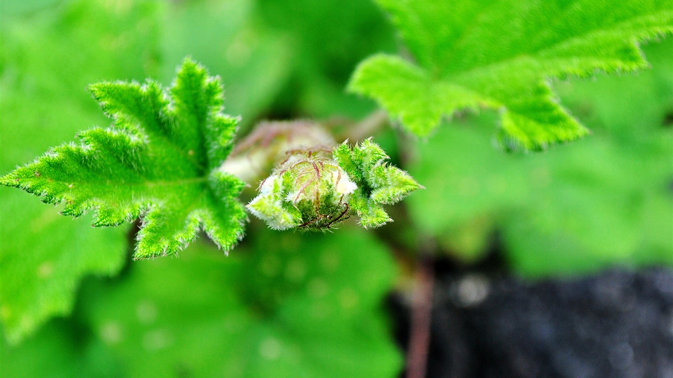 Macro Flower Grass (2) (genzhukou works) #18 - 1366x768