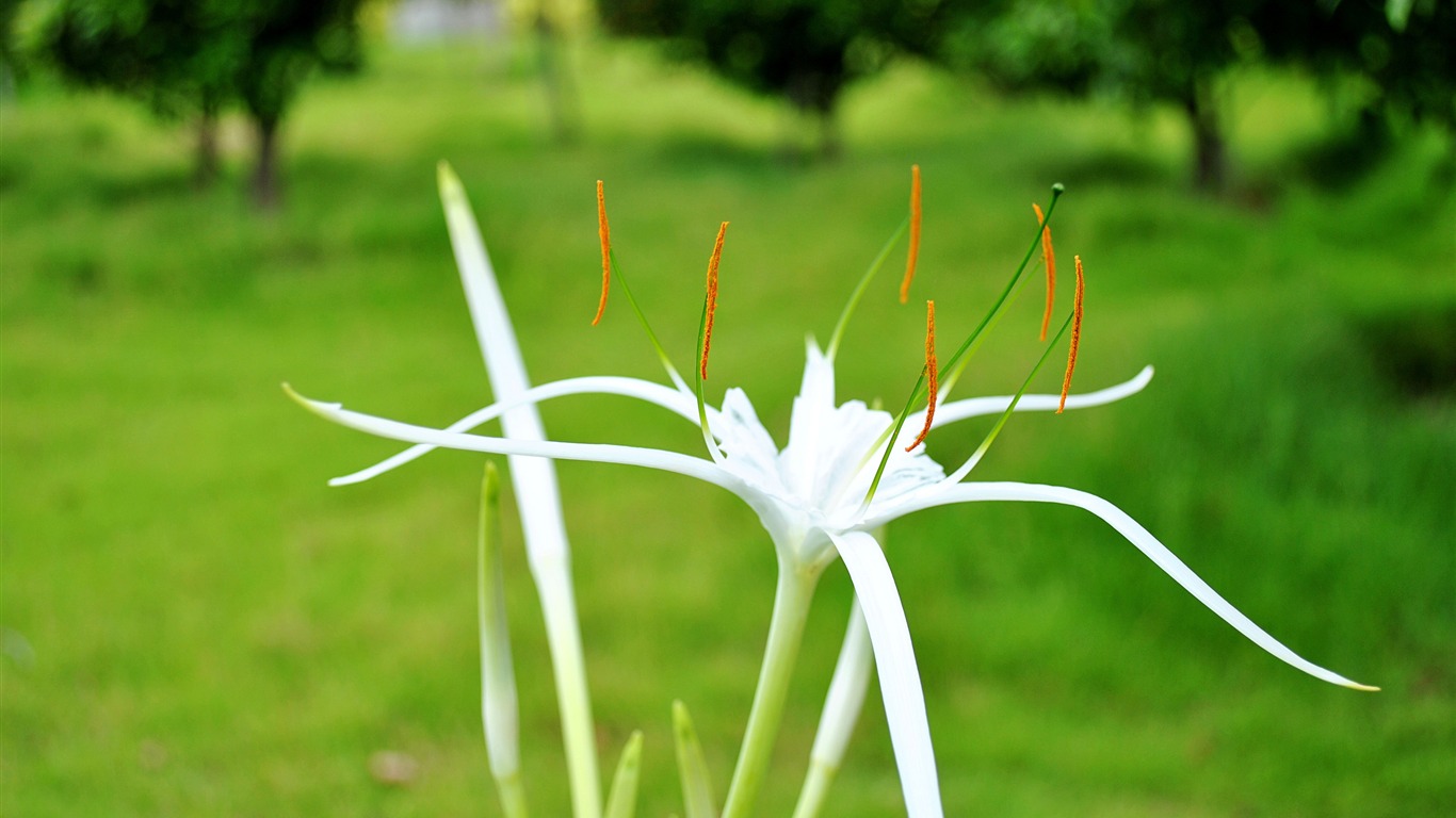 Macro Flower Grass (2) (genzhukou works) #19 - 1366x768