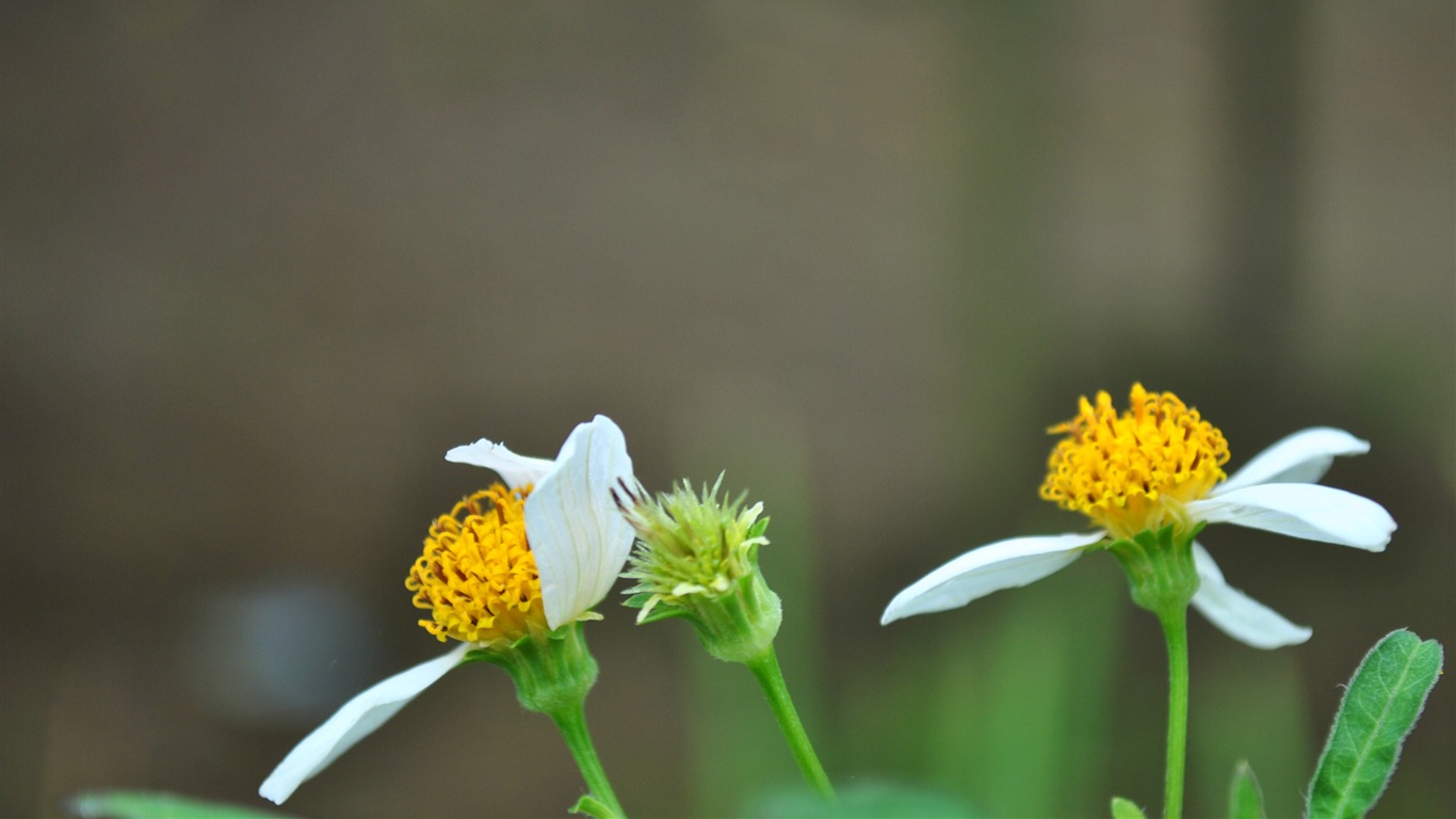 Macro Flower Grass (2) (genzhukou works) #20 - 1366x768