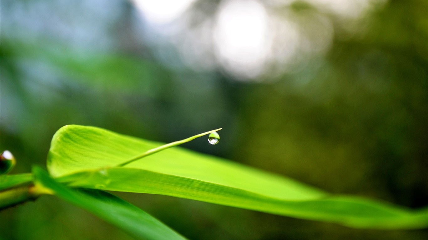 Macro Flower Grass (2) (genzhukou works) #21 - 1366x768