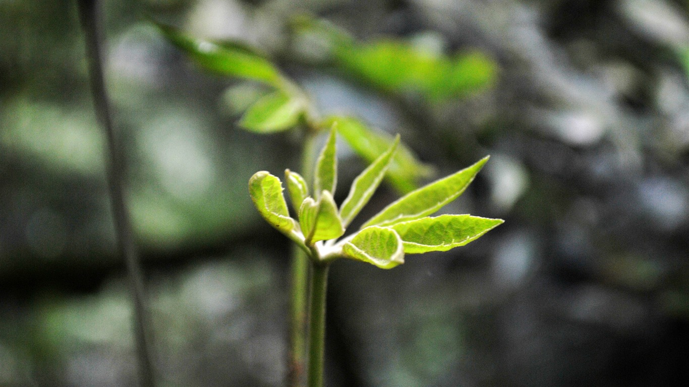 Macro Flower Grass (2) (genzhukou works) #22 - 1366x768