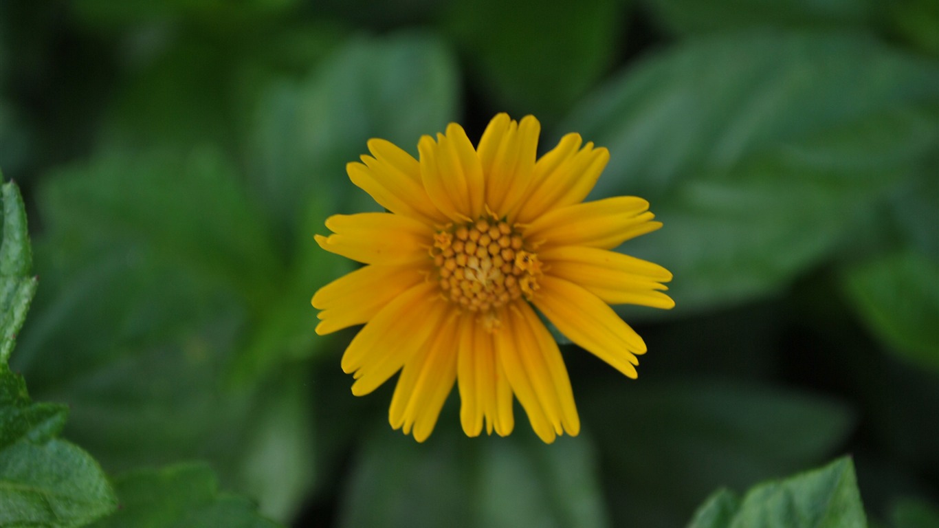 Macro Flower Grass (2) (genzhukou works) #23 - 1366x768