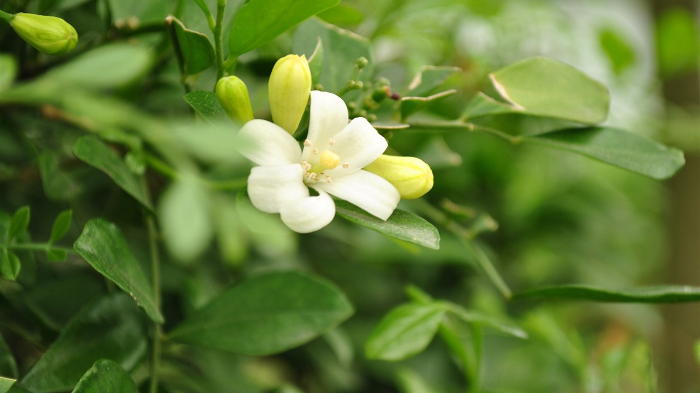 Macro Flower Grass (2) (genzhukou works) #27 - 1366x768