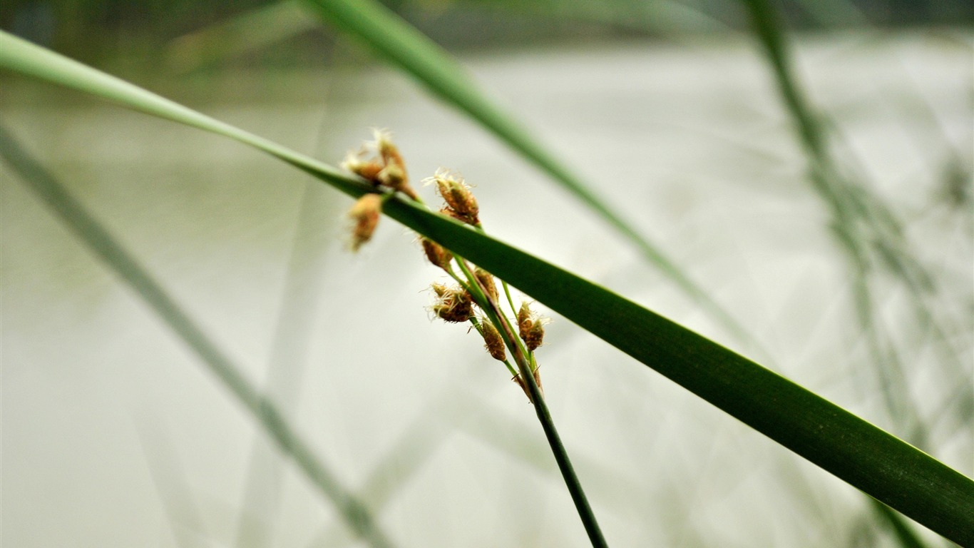 Macro flor de hierba (2) (obras genzhukou) #28 - 1366x768