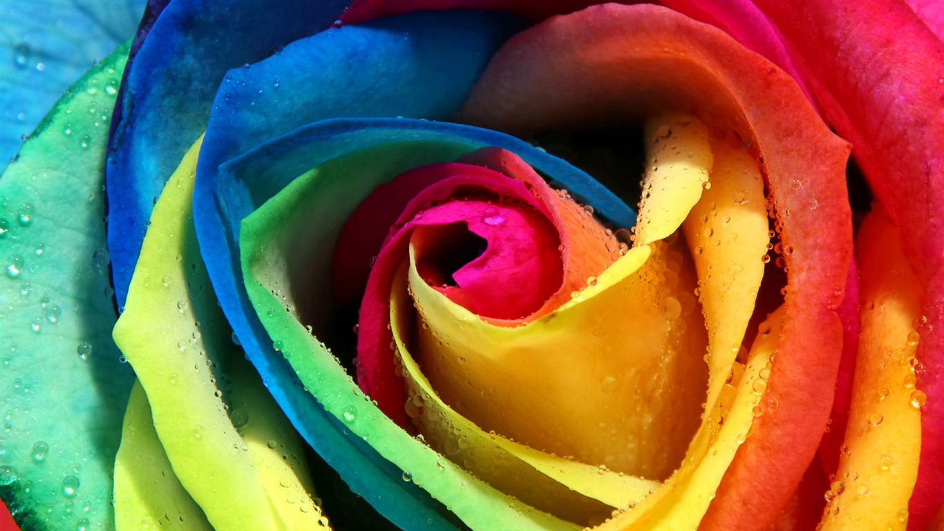 Large Rose Photo Wallpaper (5) #1 - 1366x768