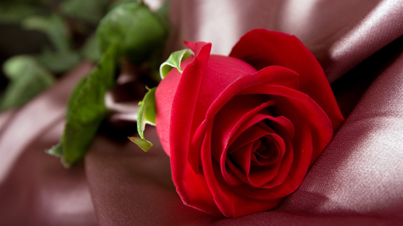 Large Rose Photo Wallpaper (5) #2 - 1366x768