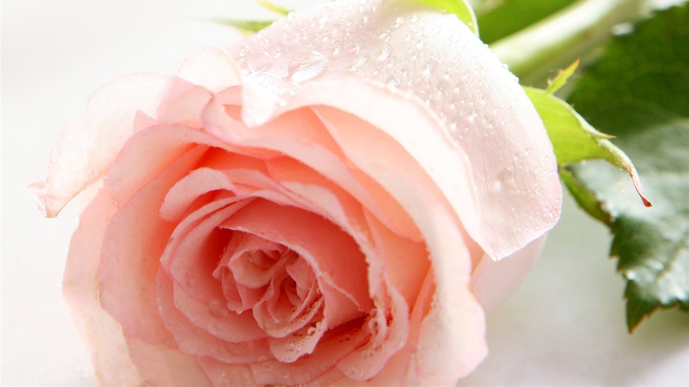 Large Rose Photo Wallpaper (5) #5 - 1366x768