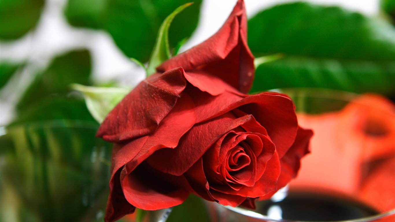 Large Rose Photo Wallpaper (5) #6 - 1366x768