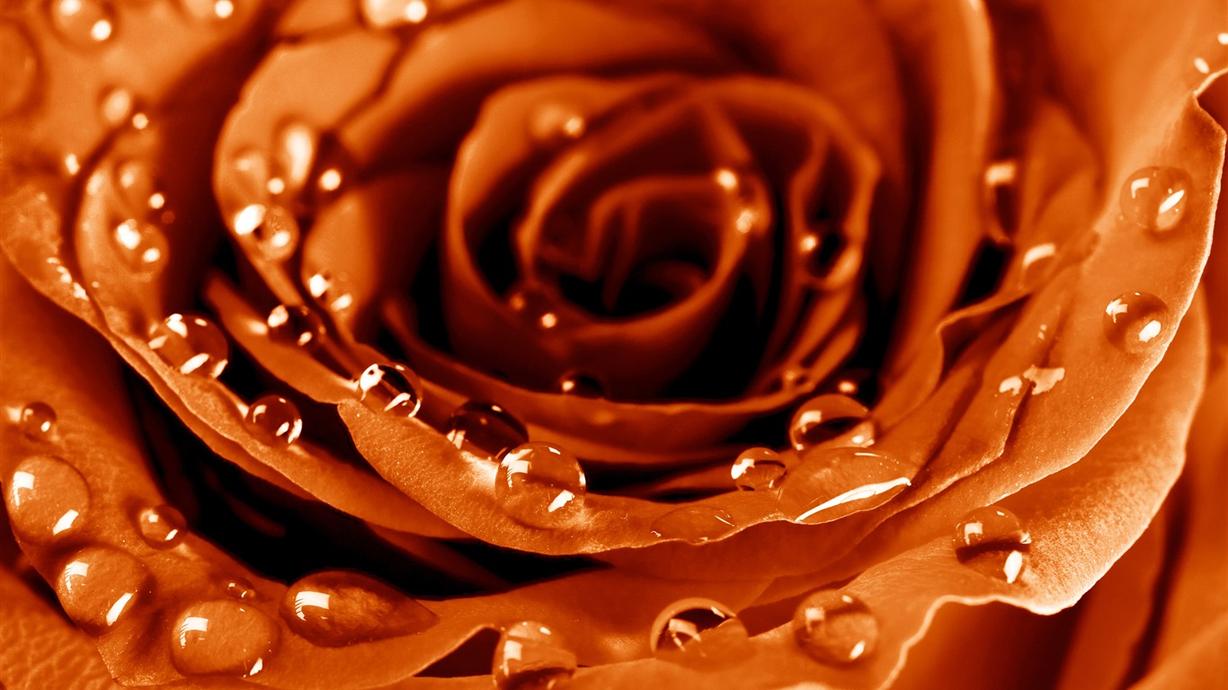 Large Rose Photo Wallpaper (5) #7 - 1366x768