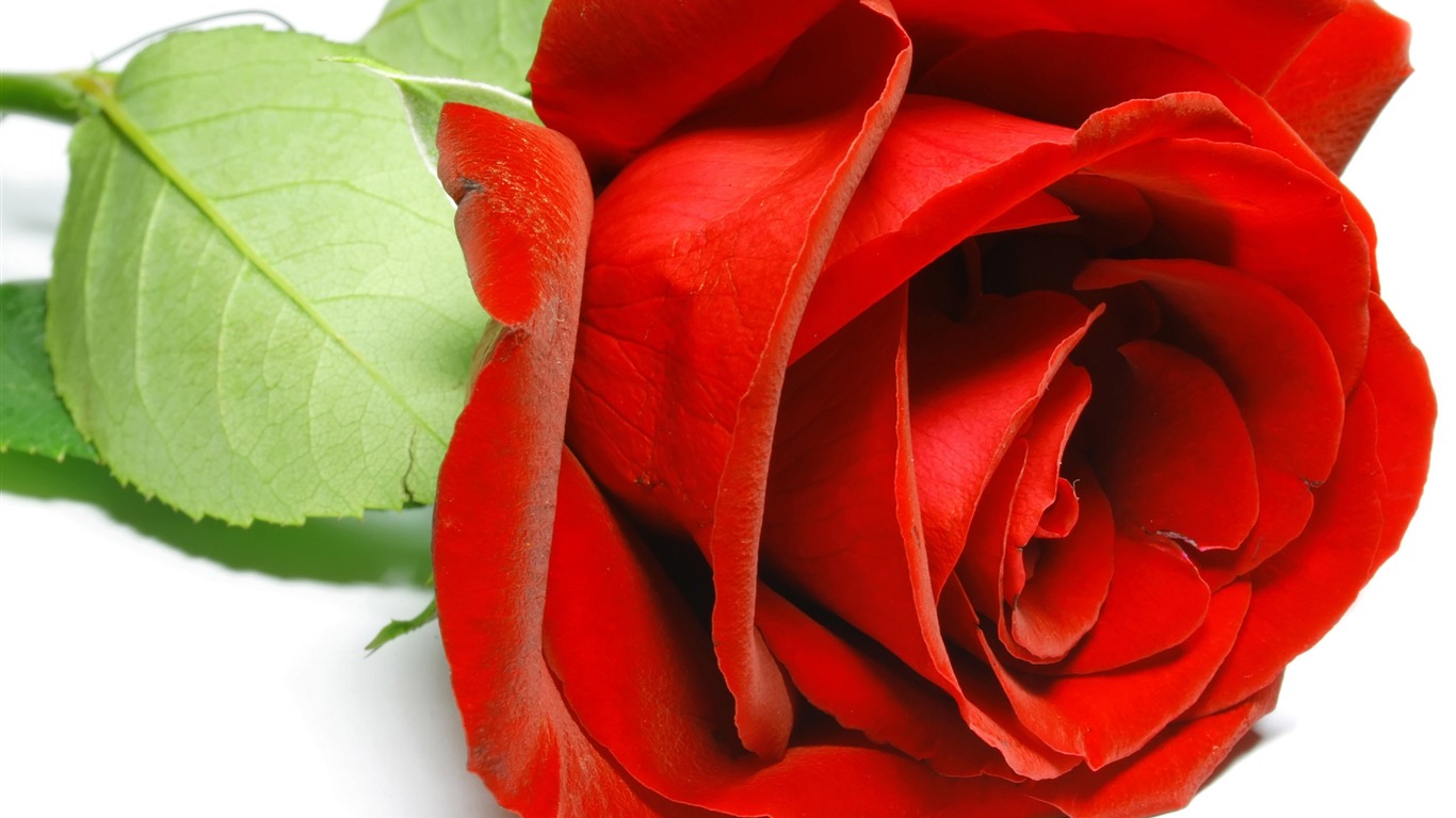 Large Rose Photo Wallpaper (5) #8 - 1366x768