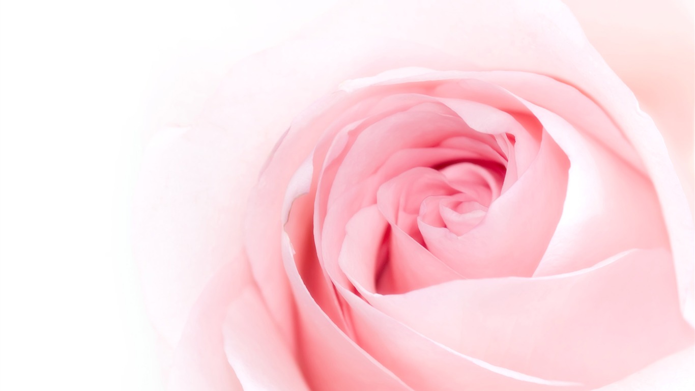 Large Rose Photo Wallpaper (5) #9 - 1366x768