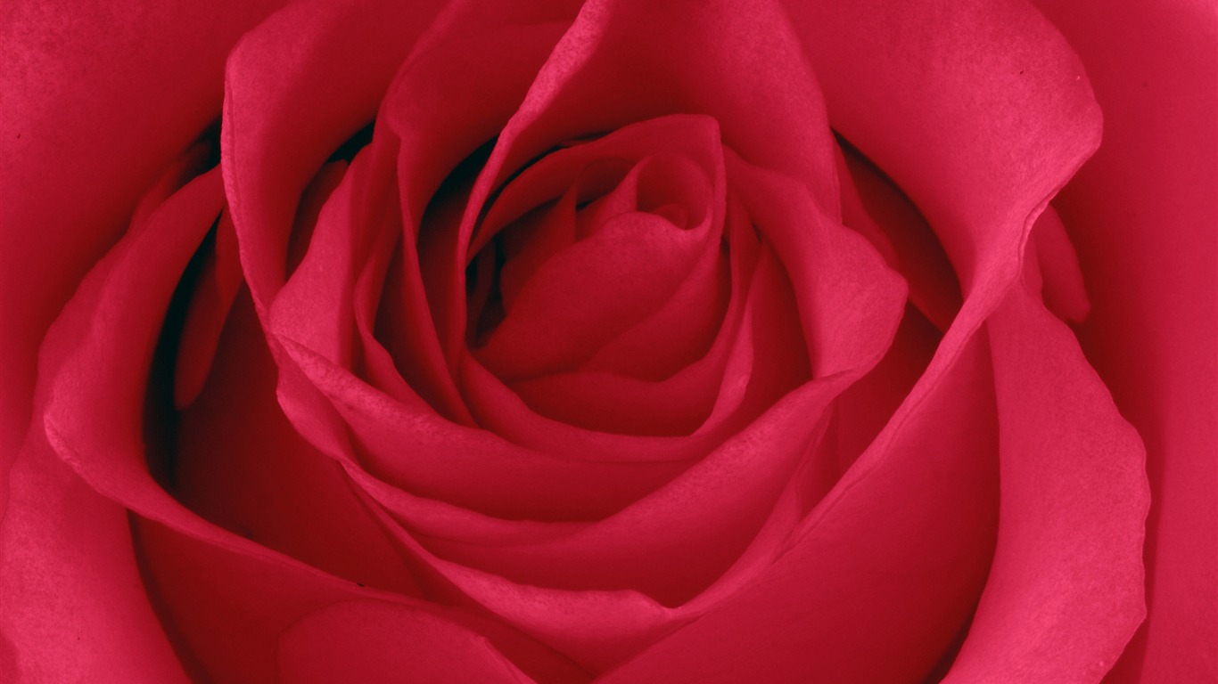 Large Rose Photo Wallpaper (5) #11 - 1366x768