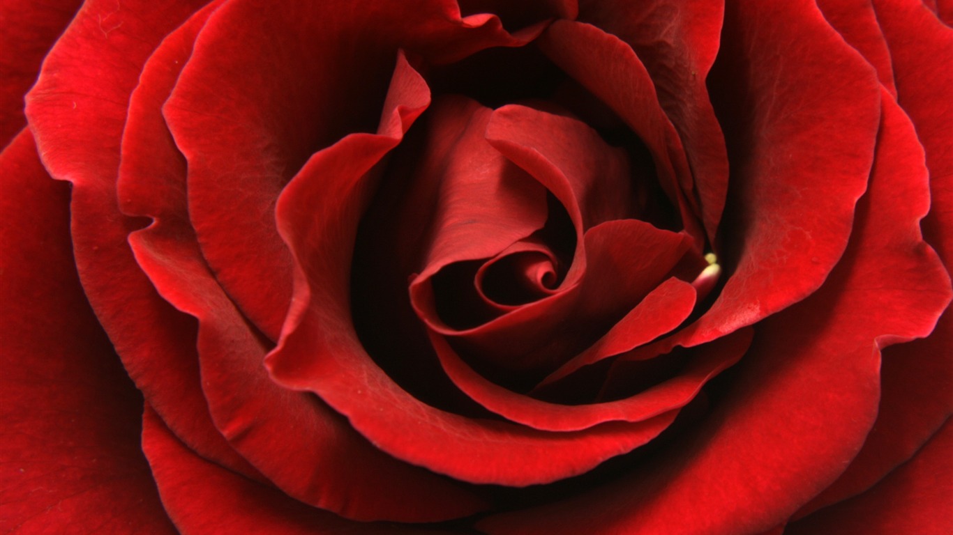 Large Rose Photo Wallpaper (5) #12 - 1366x768