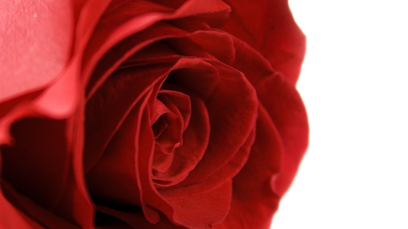 Large Rose Photo Wallpaper (5) #15 - 1366x768