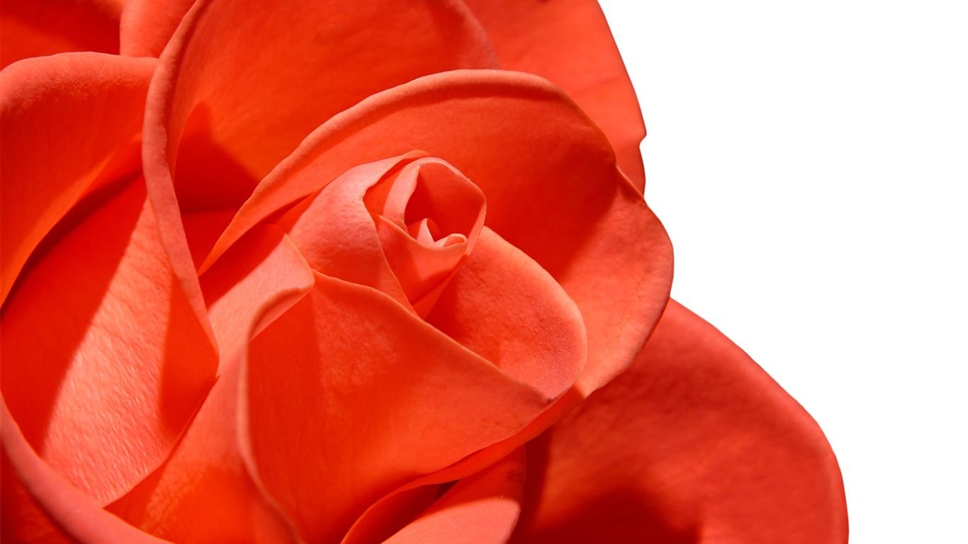 Large Rose Photo Wallpaper (5) #16 - 1366x768