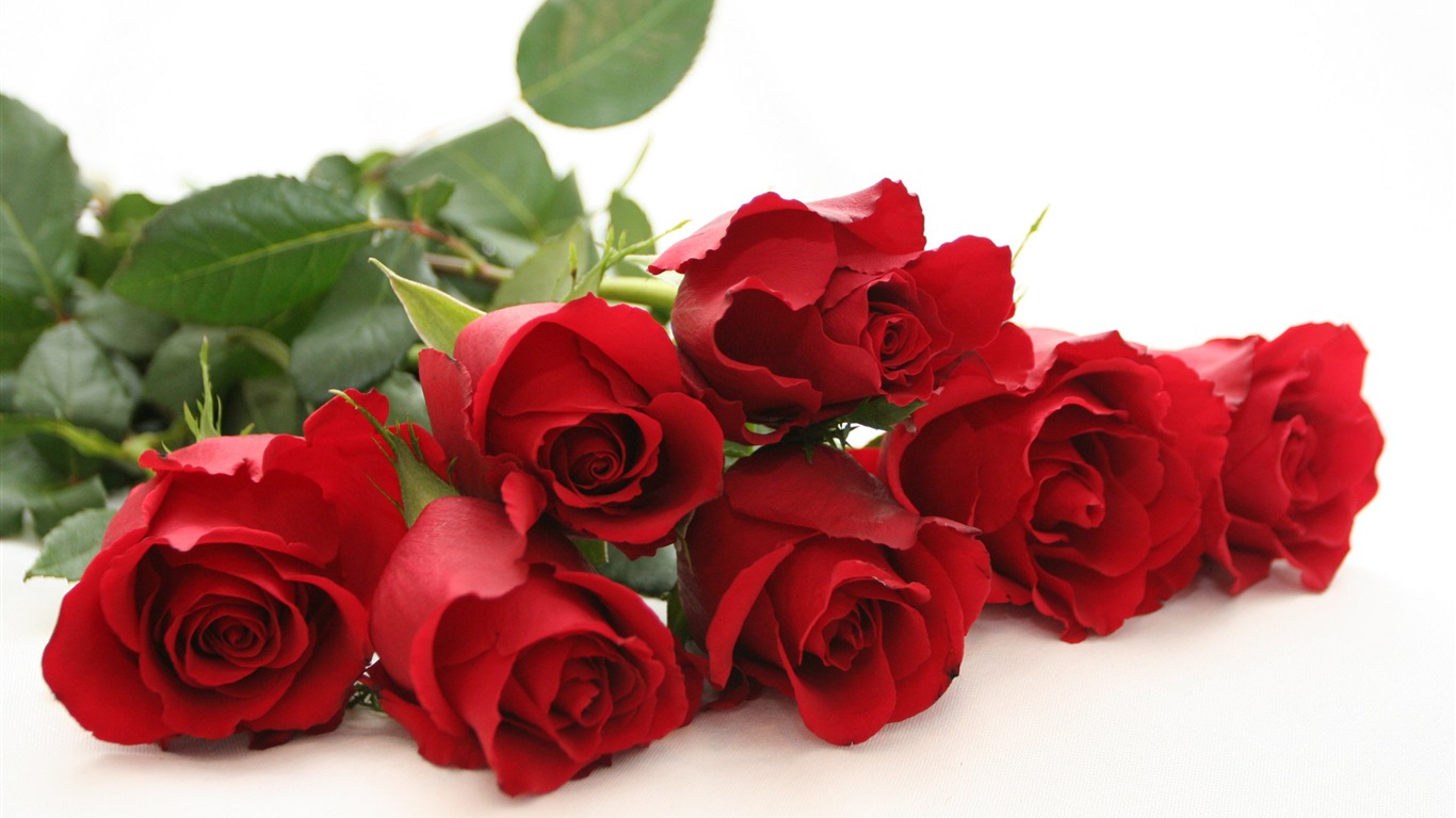 Velké Rose Foto tapety (5) #18 - 1366x768
