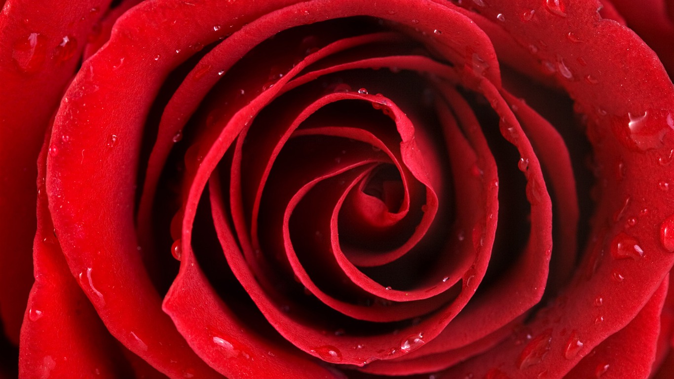 Large Rose Photo Wallpaper (5) #19 - 1366x768