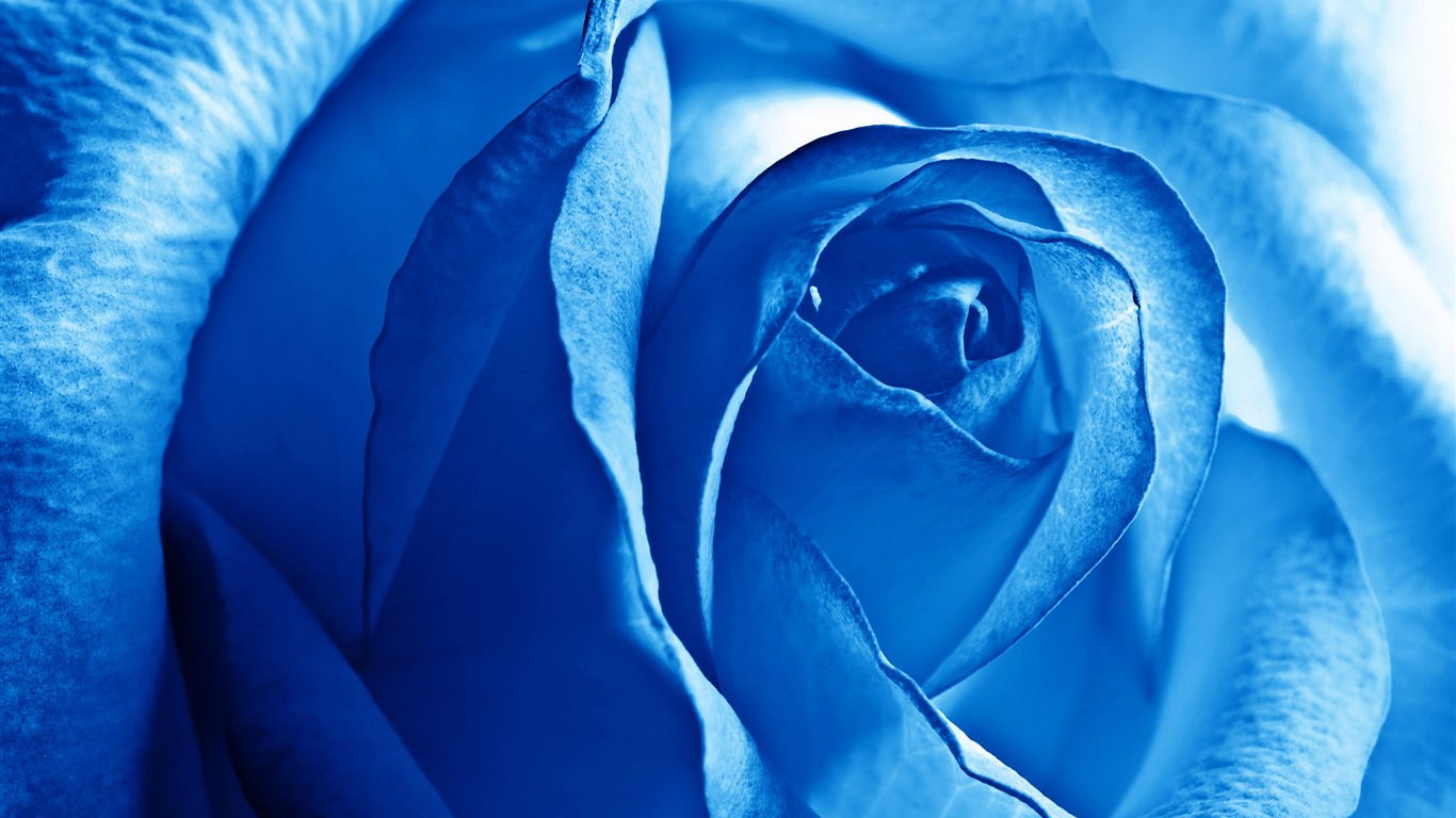 Large Rose Wallpaper Foto (5) #20 - 1366x768