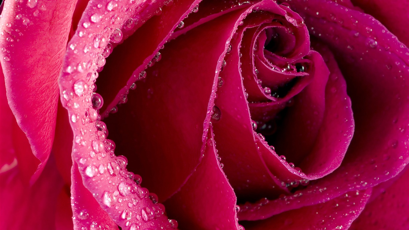 Large Rose Wallpaper Foto (6) #1 - 1366x768