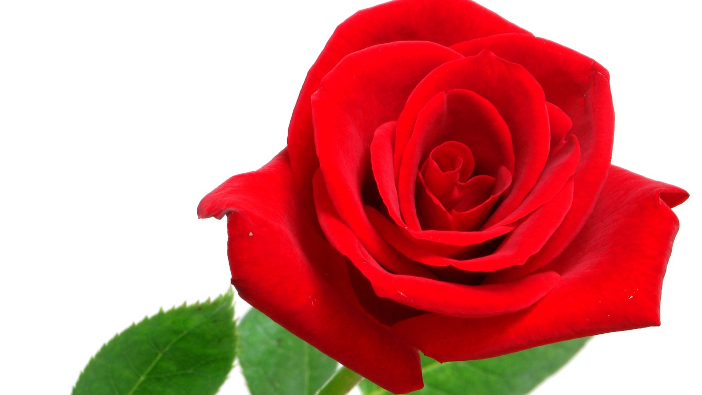 Large Rose Photo Wallpaper (6) #7 - 1366x768