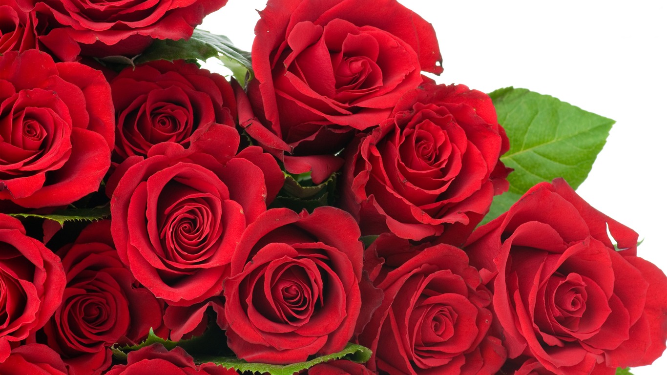 Velké Rose Foto tapety (6) #9 - 1366x768