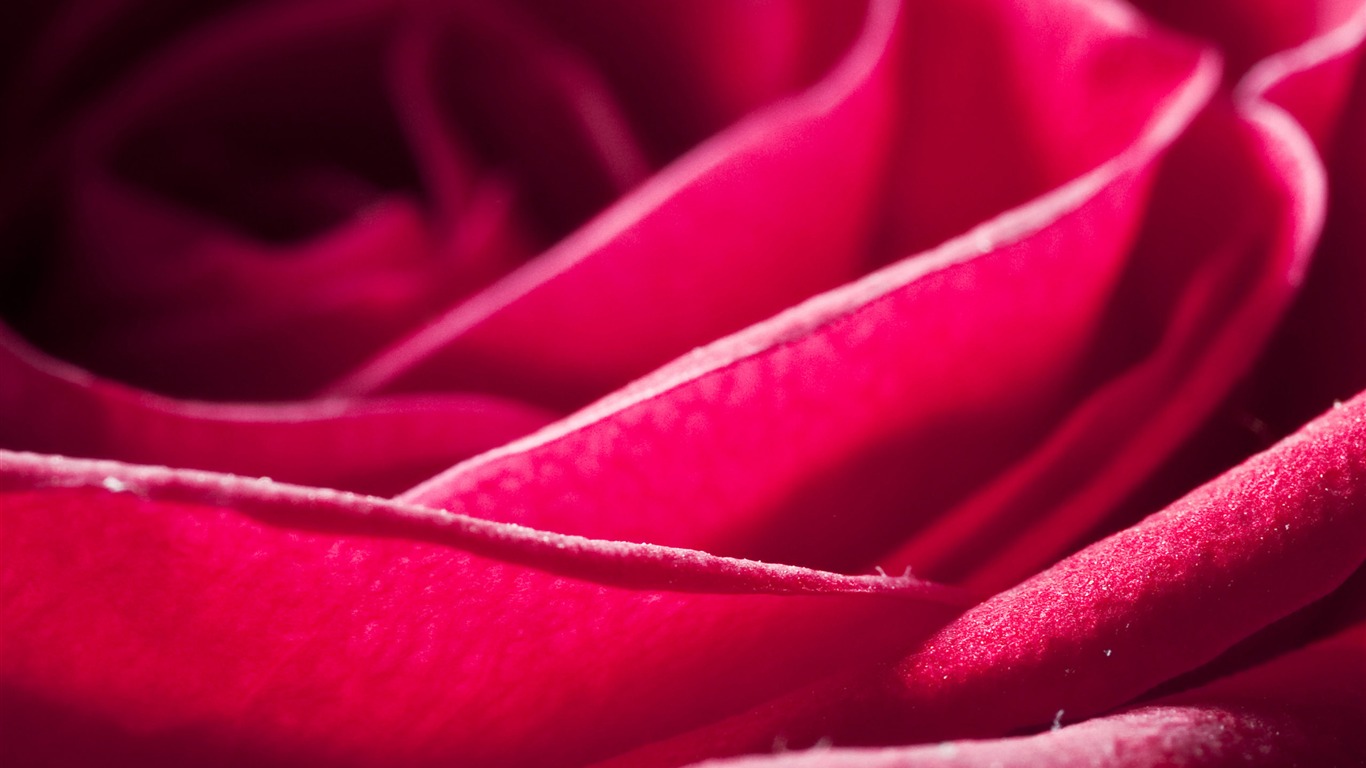 Large Rose Photo Wallpaper (6) #10 - 1366x768