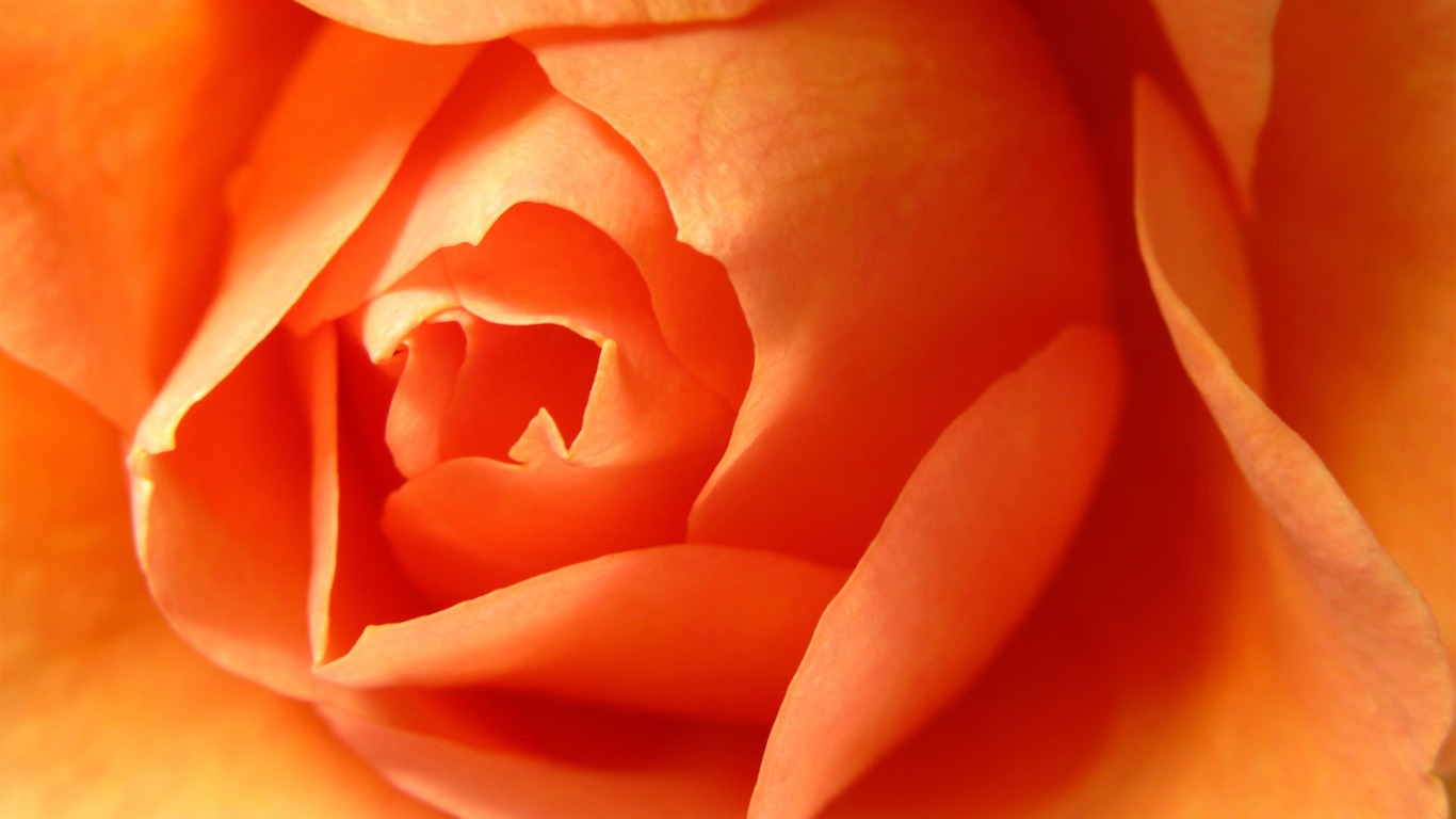 Large Rose Photo Wallpaper (6) #11 - 1366x768