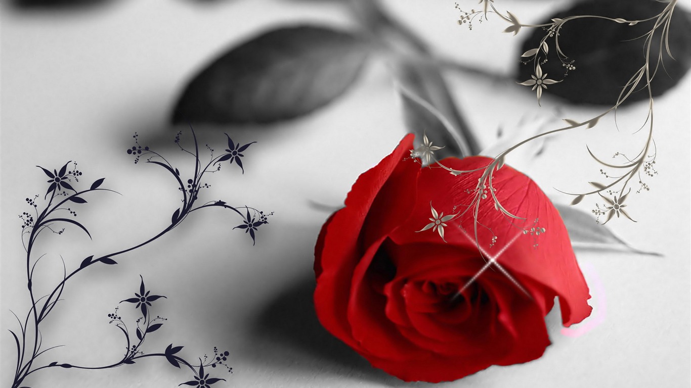 Velké Rose Foto tapety (6) #15 - 1366x768