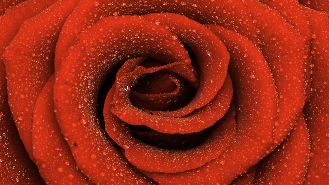 Grand Rose Fond d'écran Photo (6) #16 - 1366x768