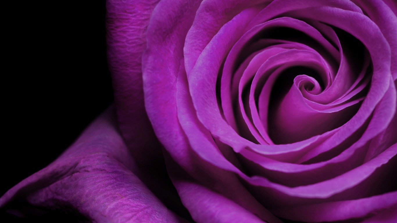 Large Rose Wallpaper Foto (6) #20 - 1366x768