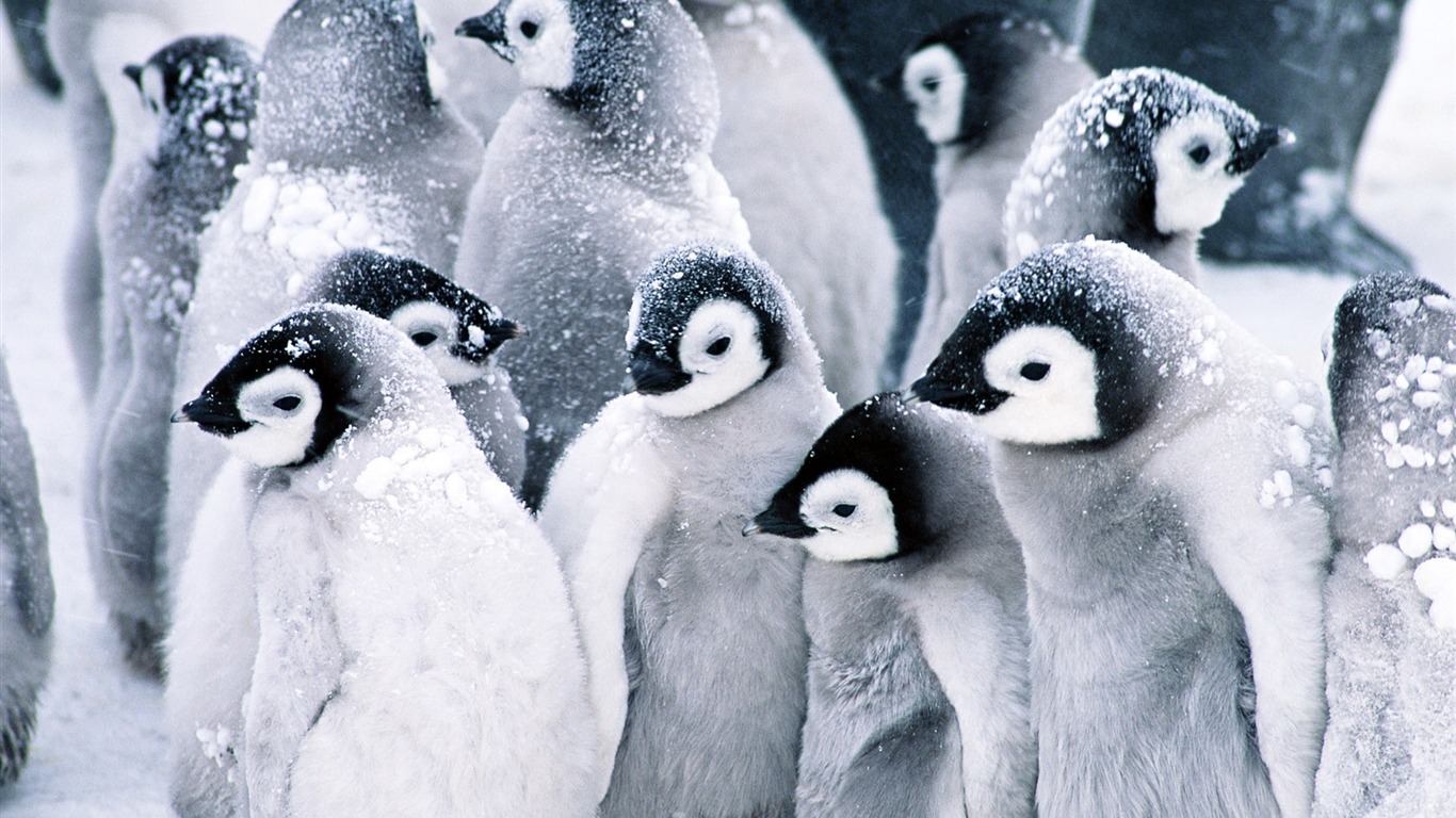 動物寬屏壁紙合集 (12) #2 - 1366x768