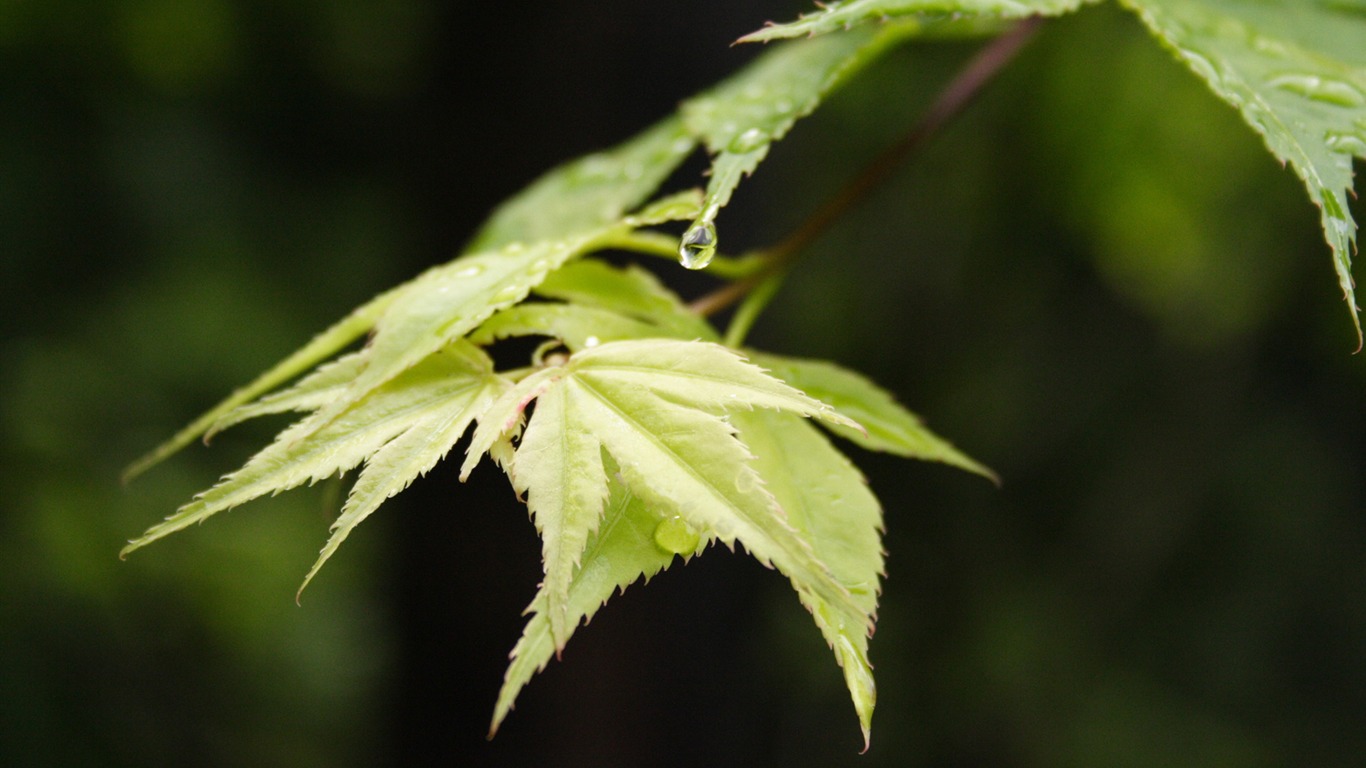 鮮花綠葉特寫 壁紙(一) #6 - 1366x768
