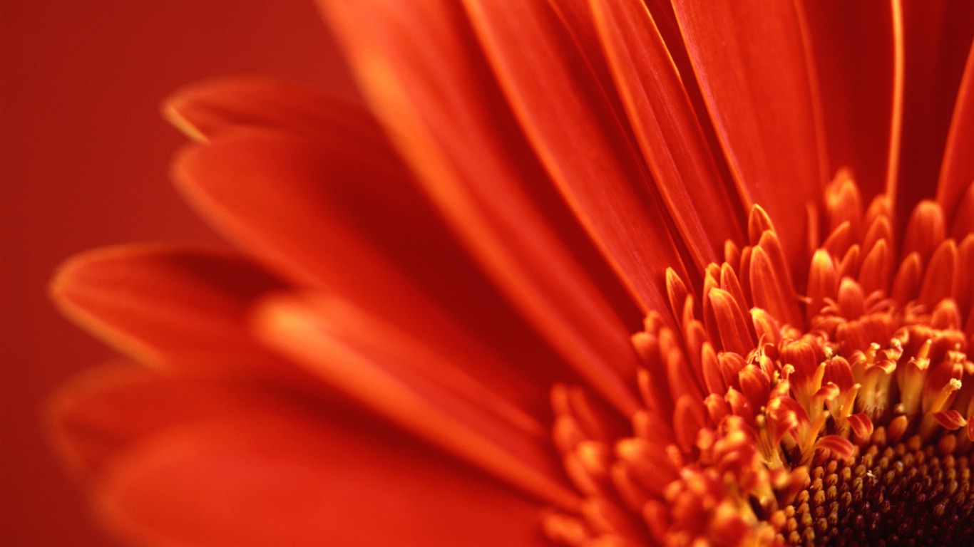 Flowers green leaf close-up wallpaper (1) #9 - 1366x768