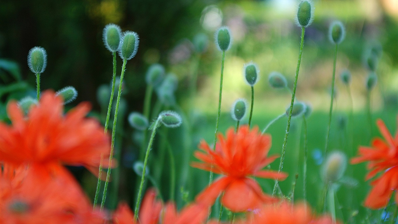 Flowers green leaf close-up wallpaper (1) #10 - 1366x768